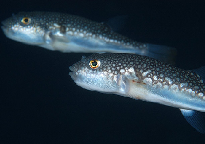 潮際河豚 ダイブショップサンライズのブログ