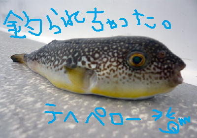 潮際河豚 ダイブショップサンライズのブログ