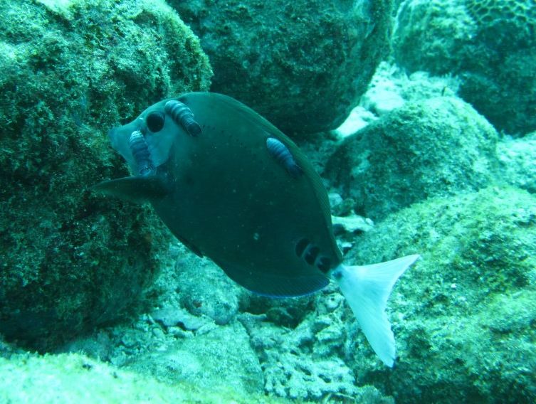 寄生虫は自然の理 ダイブショップサンライズのブログ 寄生虫は自然の理 ダイブショップサンライズのブログ