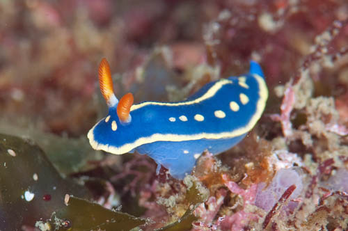 ブルーな強者 ダイブショップサンライズのブログ ブルーな強者 ダイブショップサンライズのブログ