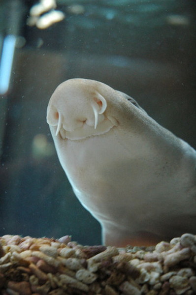 イヌ派 ネコ派 ダイブショップサンライズのブログ