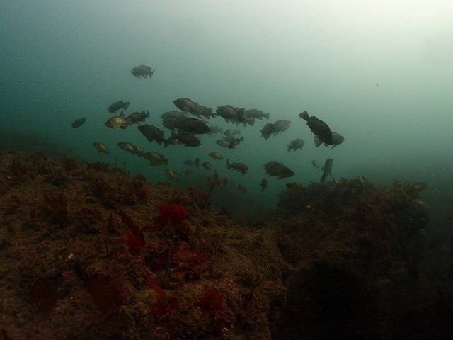 ダイブショップサンライズ 志賀島